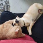 Pregnant Chihuahua Finds an Odd Orange Companion as Her Best Friend