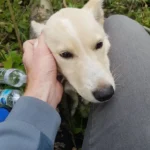 Man Spots a Frightened, Hurt Dog in the Forest and Chooses to Help