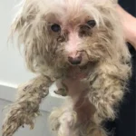 Old Dog Severely Neglected Gets Amazing Makeover After Rescue