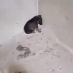 Scared Puppy Found Hiding in Corner of Empty House for Safety