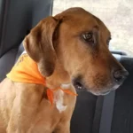 After Two Years Missing, This Dog Joyfully Reunites With His Family