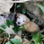 Owner Leaves Five Tiny Puppies in Lake, Shocking Everyone