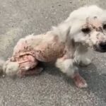 Woman Stunned to Find Injured Stray Dog Pleading for Help