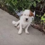 Little Puppy Found Covered in Ticks, Waiting for Help by the Road