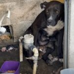 Neglected Dog Delivers Puppies in the Storm After Being Thrown Out