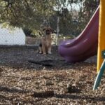 Man’s Heart Breaks Seeing Puppy Abandoned at Children’s Playground