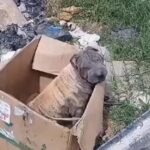 Blind Mother Dog Abandoned at Dump Stays in Box, Awaiting Her Puppies