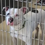 Heartbroken Dog Left Behind Finds Solace with a Caring Shelter Volunteer