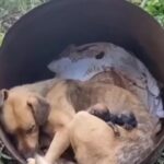 Heartbroken Rescuers Found Mama Dog Crying Over Her Lost Puppies