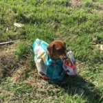 Couple Discovers Puppy Tied in a Bag and Are Stunned by Its Response