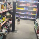 Man Astonished to Find a Joyful Stray Dog Bouncing Around the Store