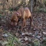 Scared Pittie Lived in Woods Her Whole Life Until She Met a Patient Friend