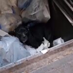 This Dog Went Through an Incredible Change After Being Rescued from a Compactor