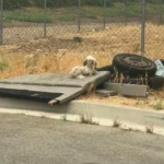 Dog Pack Found Living In Tire Sheltered From the Intense Sun