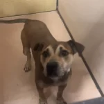 This Sad Puppy Was Returned to the Shelter in Illinois Just After Adoption