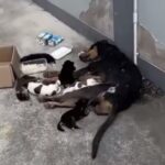 Brave Mama Dog Never Gave Up, Determined To Save Her Babies