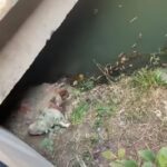 Hero Rescuer Wouldn’t Leave Thin Puppy Trapped Under Bridge Until Saved