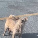 This Dog Urged a Person to Follow Her for an Adorable Reason