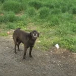 Stray Dog Found by the Road Gets an Incredible Makeover