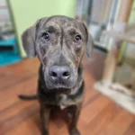 Heartbroken Dog Watches as Owners Leave Him at an Animal Shelter