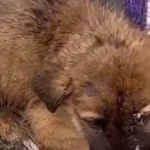 Lonely Puppy Waits in the Rain, Hoping for a Hero to Arrive