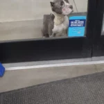 Dog in Despair Waits at Shop, Pleading for Help from Passersby Through Glass Door