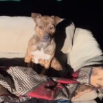 Chilly Dog on Dumpster Sofa Warms Up with Gentle Pets from Rescuer