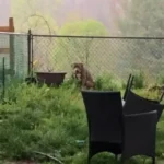 Dog Refused to Move From Yard Until a Special Friend Appeared