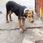 Pup With Sad Eyes Waits by the Gate, Hoping to Find a Home for Herself and Her Sister