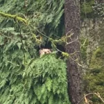 Oregon Rescuers Rushed to Help a Dog Trapped on a Cliff, Unsure of the Next Step