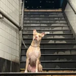 Woman Hurries to Rescue a Dog Left Tied at a Subway Station