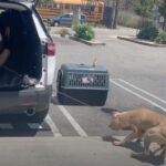 Scared Pittie Overcomes Fear of Cardboard Box, Becomes a Loving Sweetheart