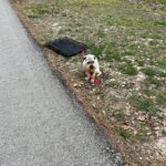 A Woman Was Heartbroken Seeing a Scared Puppy Chained to a Crate