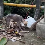 Rescuers Stunned to Find a Dog Chained to a Pole, Head Covered by a Trash Bag