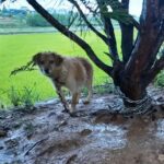 A Pregnant Dog Chained to a Tree Cries Out in the Rain