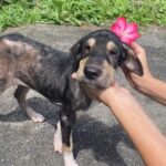 Tiny Dog with Severe Skin Problem Makes an Amazing Recovery