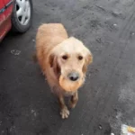 Starving Stray Dog Found Bread, Then Bumped into Someone Extraordinary