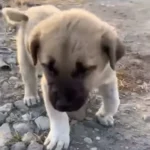 Little Puppy With a Broken Paw Was Desperately Crying for Help