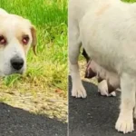 Shattered Pup Left Alone Finds Hope with a New Kind Friend