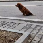 Rescuers Find Dog Alone on Road and Discover His Heartbreaking State