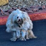 The Matted Dog Was So Neglected, Vets Couldn’t See His Eyes