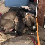 Little Family Rescued from Abandoned Home Just in the Nick of Time