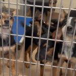 Six Adorable German Shepherd Mix Puppies Saved From Euthanasia Just In Time