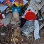 Two Loyal Puppies Abandoned at Dump, Seen Scavenging for Food in Garbage