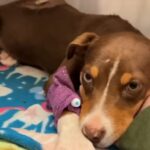 Puppy Miraculously Heals from Serious Spine Injury After Car Crash