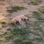 Rescuers Find Helpless Puppy Crying Softly and Motionless in Park Grass