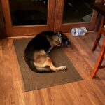 Faithful German Shepherd Got Worried About 100-Year-Old Grandma, Checked On Her