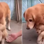 Mama Dog Guards Her Tiny Puppy, Keeps Everyone Away