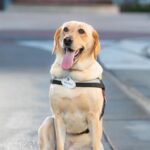 Service Dog Earns a Master’s Degree, Continuing to Break New Ground