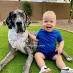 Giant Great Dane and Little Brother Enjoy Morning Wake-Up Calls